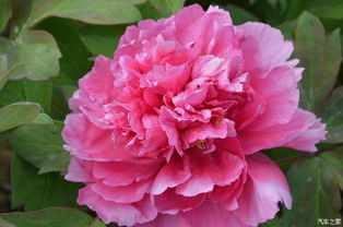 牡丹花与玫瑰花的烹饪与食用建议