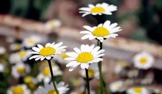 雏菊花语揭秘：冷漠背后的情感密码