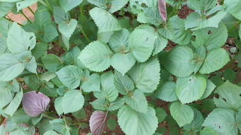 春季种植紫苏， 产量和品质梗佳