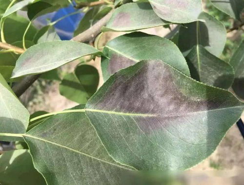 了解苗木日灼伤