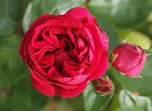 月季花的食用方法