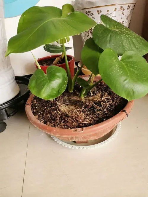 植物界的性价比之王，你了解多少？