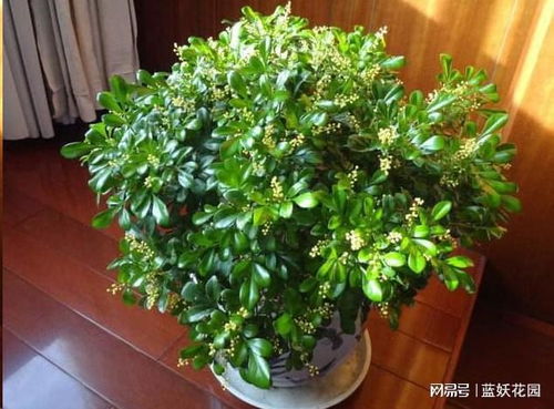 室内盆花的防冻病态养护