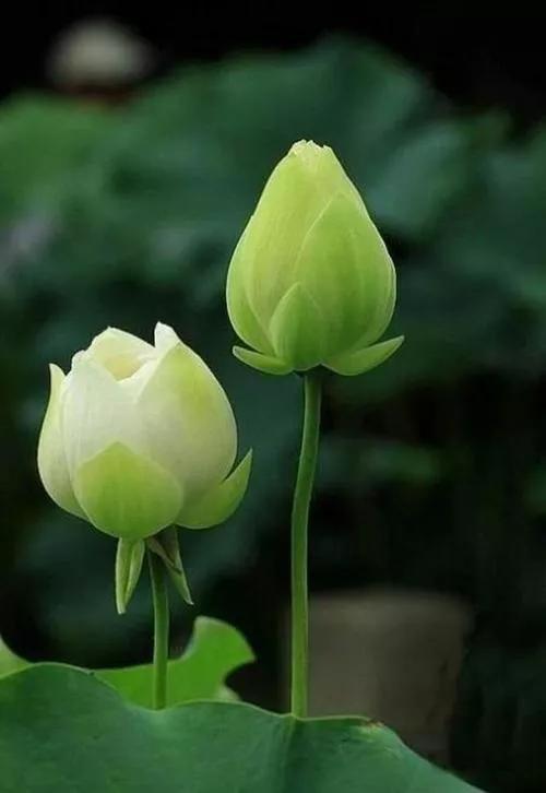 “玫瑰、牡丹、荷花，花名识别神器