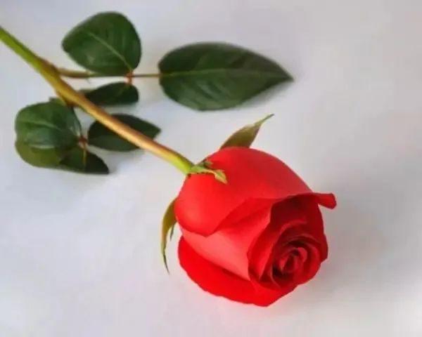 玫瑰花语中，红玫瑰代表热情