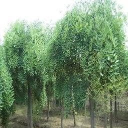 树木偏冠的困扰与解决之道