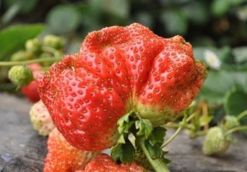 草莓种子处理方法大揭秘