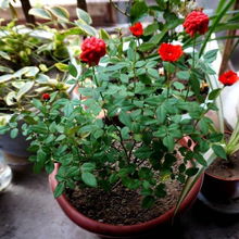 光照的条件，就像是月季宝宝的心头好