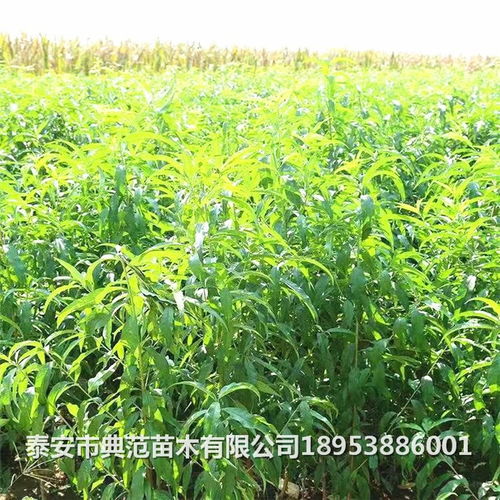 大豆苗期是否可以施用尿素？