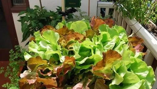 香葱种植小技巧