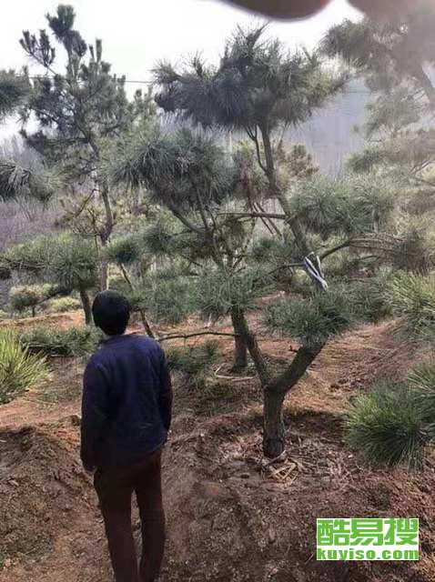 临汾市树之谜：是何树成为了这座城市的象征