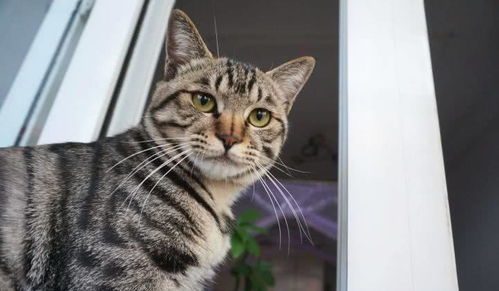 请问狸白花猫和狸花猫各多少钱一只？价格有区别吗？