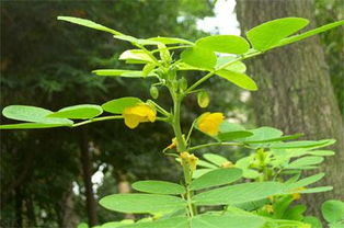 香草的植物学特性大探秘
