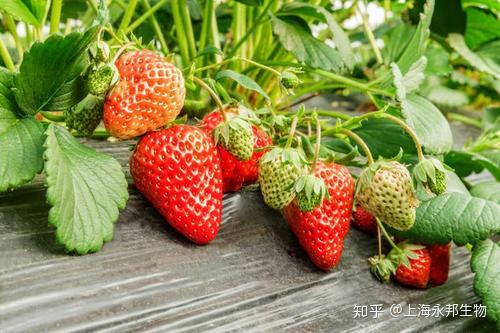 大豆根腐病防治药剂推荐