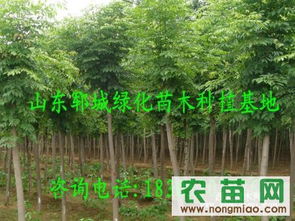 白蜡树上的虫子，你了解吗？