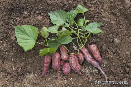 番薯的营养价值探秘