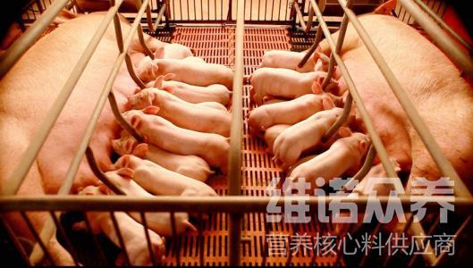 长期喂食未超标霉变饲料，影响后备猪生长发育