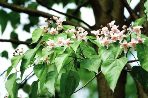 黑龙江和广东的梓树种子嫩一边熟吗？