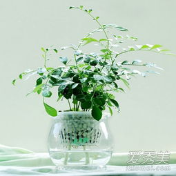 水培石斛兰，注意事项多