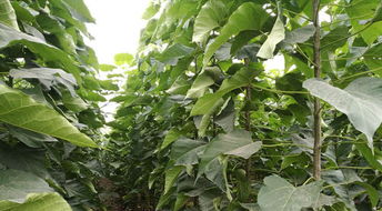 楸树苗的珍贵价值