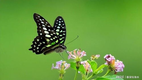 蝴蝶的美丽