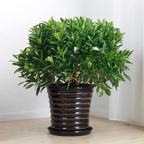 如何正确养护非洲茉莉球？护理要点、浇水技巧、适宜环境、疾病防治都有哪些注意事项