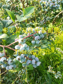蓝莓种植的甜蜜烦恼：虫害防治全攻略