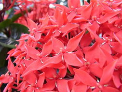 月季花，喜庆红火的使者