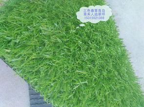 抗冻王者——早熟禾