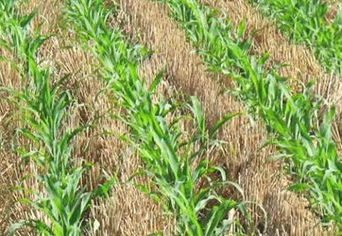 物理除草的技巧：观察与