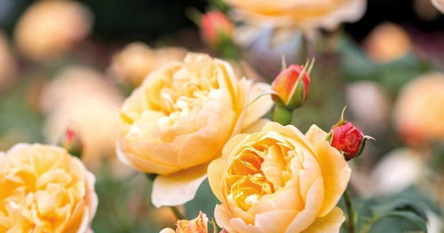 新手花友的困扰