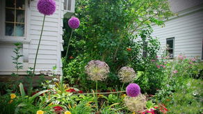 大花葱与花种籽