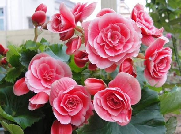 个人心得， 分享购种经验