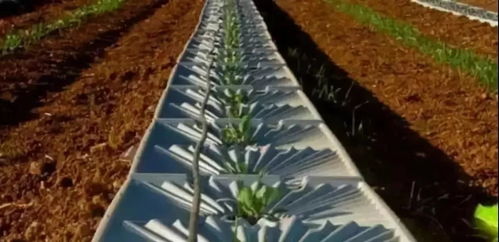 除草剂种类大盘点