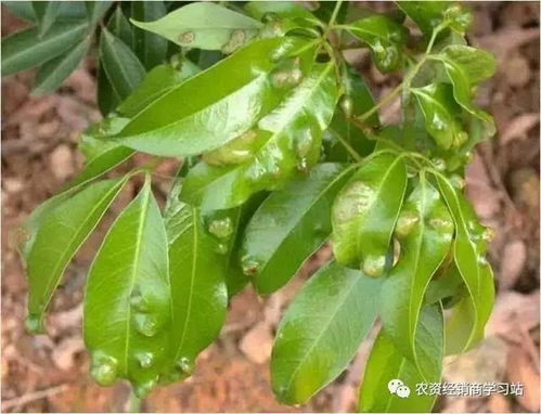 使用杀螨剂，要注意啥？