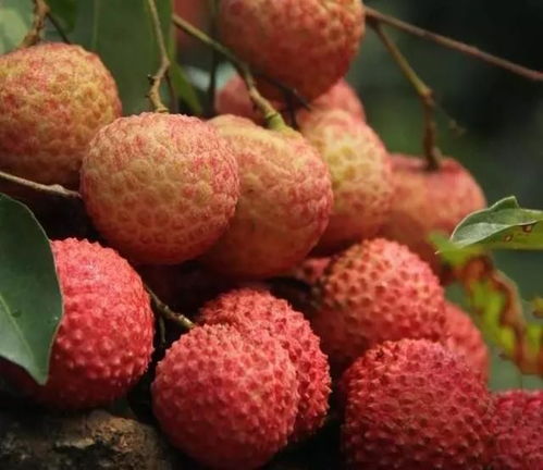 荔枝催花素：神奇还是有害嗯？