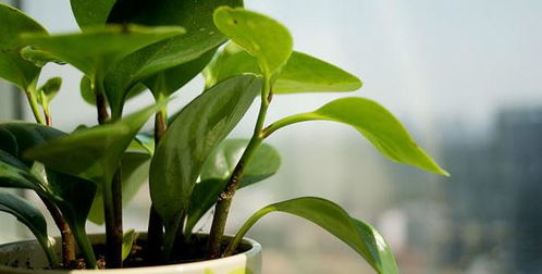 （参考：植物分类学报2025年实验数据）