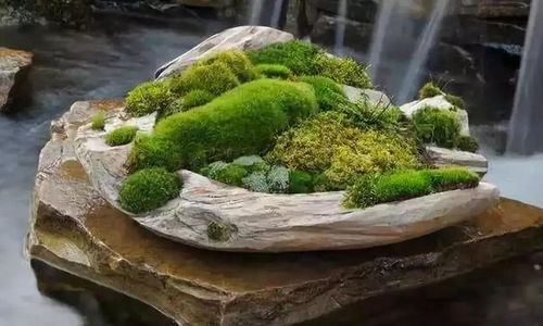 “楼房花盆苔藓少，养护秘诀是什么