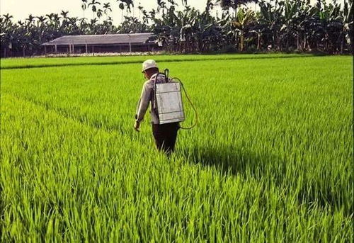 高效低毒，铲除灌木丛的利器