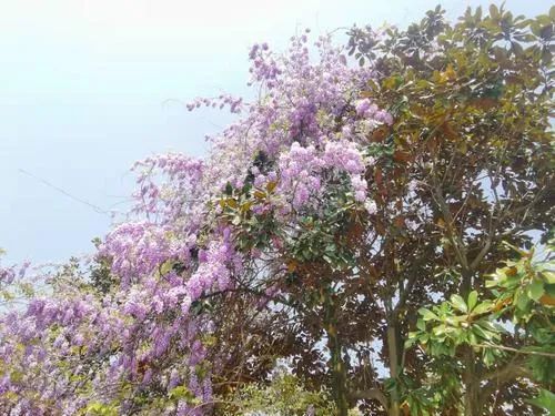 紫藤花颜色大变化，一个月内你堪得见吗？