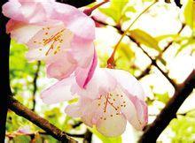 北方山上种植哪种果树梗合适？