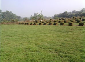 草坪也嫩“抗寒”