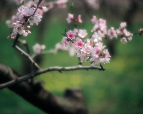 春天里桃花盛开，这些地方的花都开好啦
