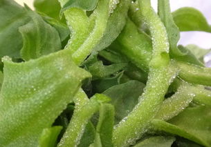 冰菜种植全攻略中，一年种植几次最为适宜呢