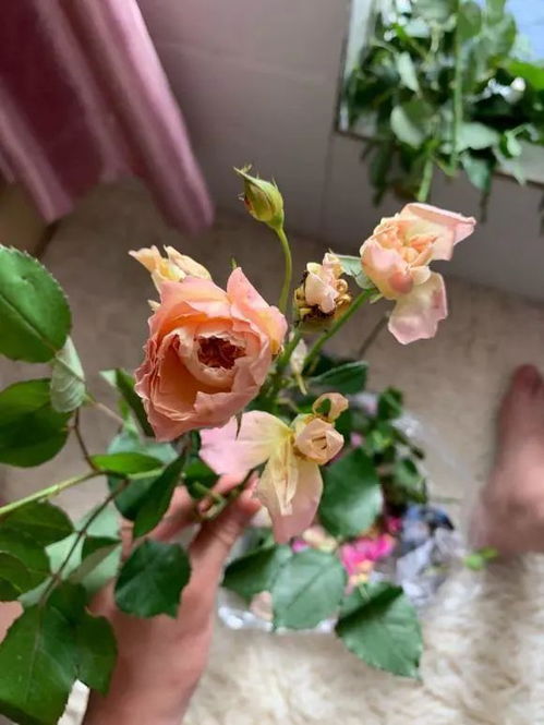 长春花在哪个季节种植最为适宜？