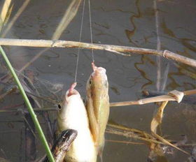 用蚯蚓钓鲫鱼，需了解蚯蚓习性