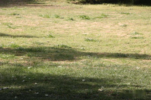 保护性杀菌剂，你喷了吗？