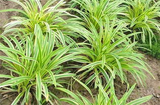 麦冬种植， 除草剂的选择大揭秘