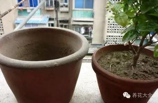茉莉花换盆技巧，小心呵护花根