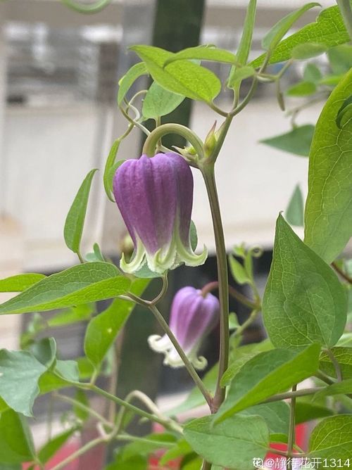五十铃玉，日本国宝级观赏植物